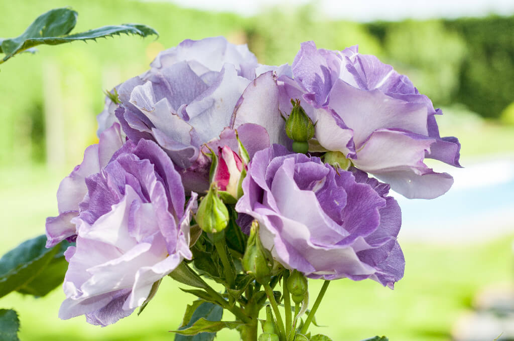Landelijke en kleurrijke bloementuin